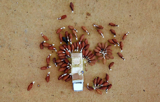 &Uacute;c:[-]Hạn[-]h&aacute;n[-]nặng,[-]chuột[-]t&uacute;i[-]chết[-]trơ[-]xương